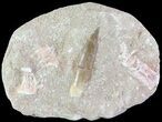 Fossil Plesiosaur (Zarafasaura) Tooth In Rock #61094-1